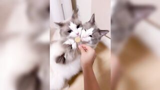 Triple cat twins