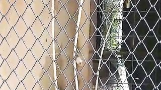 LITTLE MONKEY