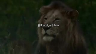Top trending viral video about sad story of lion motivational one
