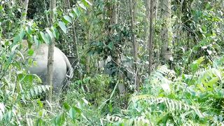 Penampakan kelompok gajah sumatera
