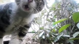 Top cat fights