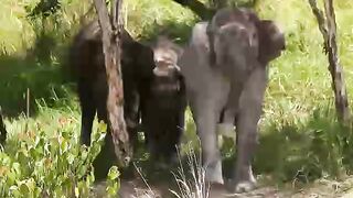 Memory Tentang gajah