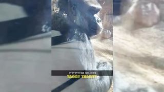 Funny Dogs And Cats Videos 2023 ???????? - Best Animal Videos Of The Month ???? 4