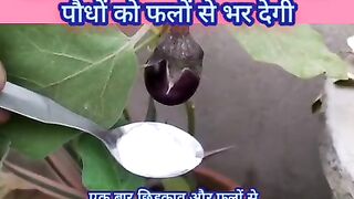 इसकी एक चुटकी मात्रा ही आपके पौधों को फलों से भर देगी--