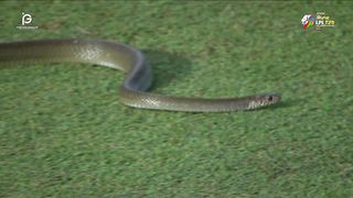 Snake on the grass watch this