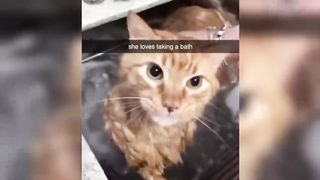 Funny Cats And Dogs Videos ???????? Funniest Animals - Videos of Funny Animals