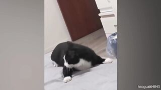 The funniest and most humorous cat, dog and animal videos ever!