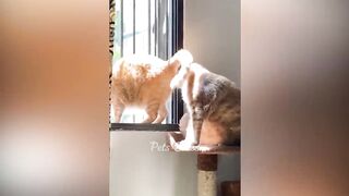 Funny Animal Videos 2023 ???? - Funniest Dogs and Cats Videos ???? 24