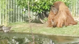You Laugh You Lose ???? Funniest Cats and Dogs 2023 ????????