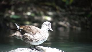 wild duck 2