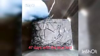 47 days with the blue bird