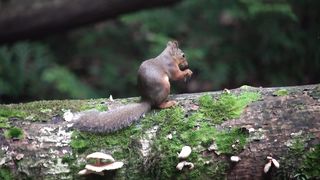 squirrel 2