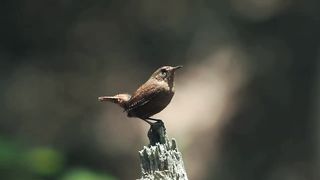 Have you ever seen a dancing bird?