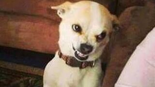 FUNNIEST ANIMALS ???? - BEST OF THE 2020 FUNNY ANIMAL VIDEOS ???? - CUTEST ANIMALS EVER
