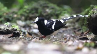 black and white bird