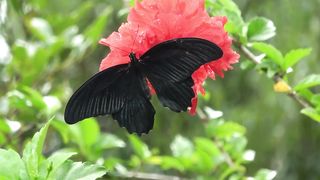black butterfly