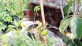 گملوں میں سے گھاس اتارنا کیوں ضروری ہے