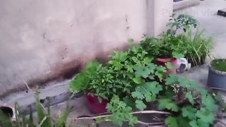 گلاب کے پودے کی گروتھ کیوں نہیں اچھی ہوئی