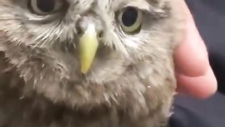 funy animal video part 2