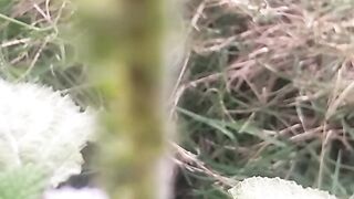 Animal lovers 226