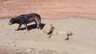 Dogs will never fail to make us laugh????