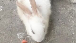 Animal lovers 240