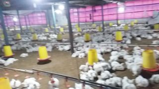 3 storey chicken coop