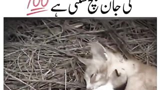 Humanity content love animal for more  funny comedy video subscribe to the channel