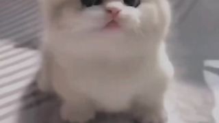 Boneka lucu 3