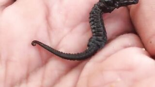 Fishing video tranding 4