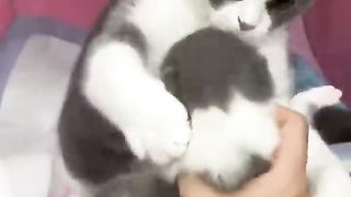 So Sweet Cats
