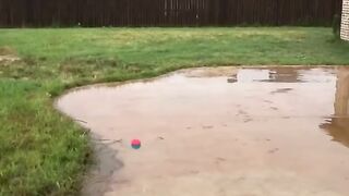 Try not to cry Tik Tok Pet Compilation