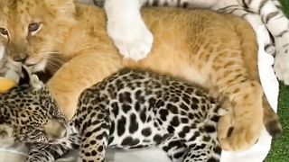 Big Cat Family Cubs