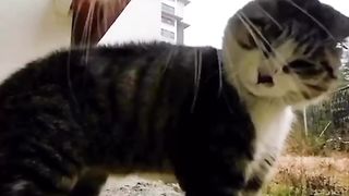 Cat adventure 9