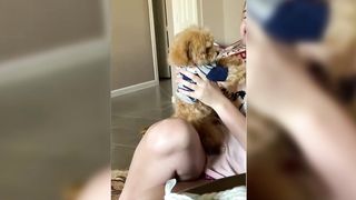 Funniest Animals Video - Funny Dogs And Cats - Try Not To Laugh Animals 2023 6