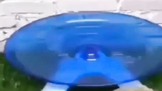 cute hamster funny videos