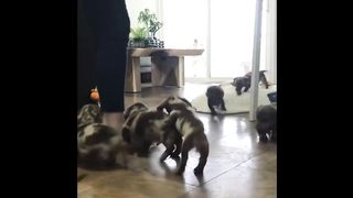Funny Mini Dachshund dogs world,Breeding And Living with Dachshund | Funny wiener dogs Videos 2021