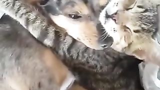 Dogs and cats hugging each other