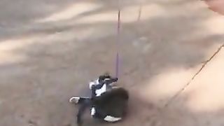 Sleepy cat vs. cat that wants to go for a walk