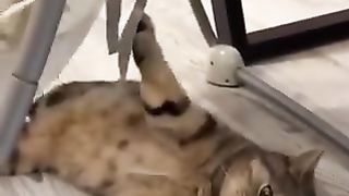 Funny-looking, baby-caring cat.