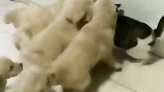 The cat that got away.