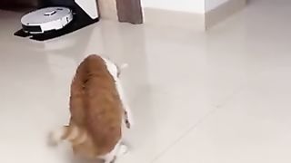 Cats that are concerned about their own tails.