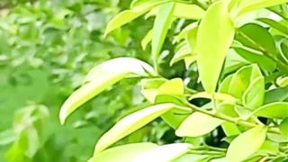 Relaxing Nature | Beautiful Scenery | Most Soothing View