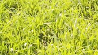 Nature Crops View | Beautiful Nature Video | Amazing Nature Scenery
