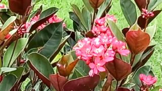 Most Beautiful Flowers in World | Beautiful Nature | Calming and Relaxing | #nature