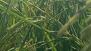 Peaceful Sounds | Nature Scenery | Nature Crops View | Relaxing Meditation | #nature