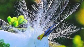 Most Beautiful Birds 11 | Meditation Video | Relaxing Nature | #4k Video