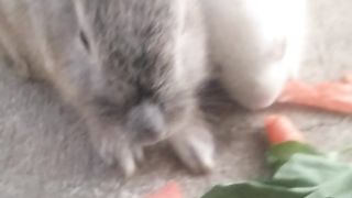 Animal lovers 249