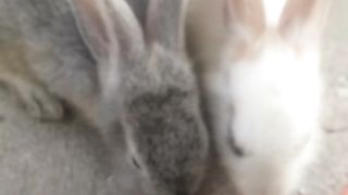 Animal lovers 250
