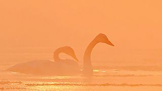 Most Beautiful Birds 12 | Relax | Happy life | Nature Beauty